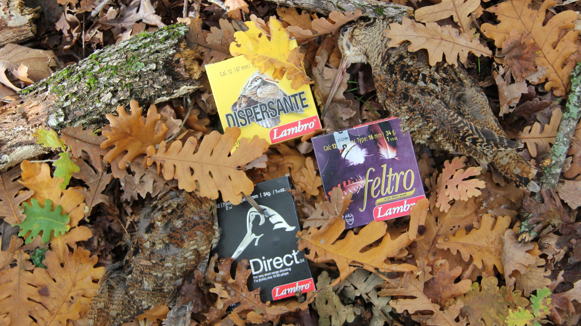 Κυνήγι Μπεκάτσας με Lambro